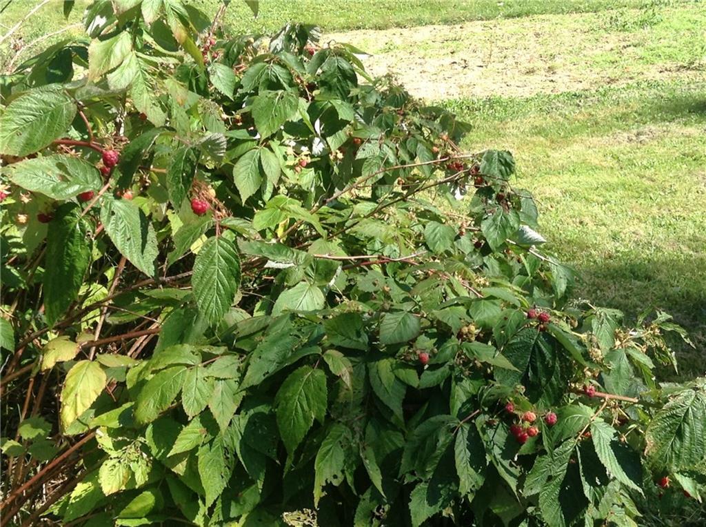 212 Main Road Passadumkeag, ME 04475 - Photo 30 of 34 Raspberry Patch!