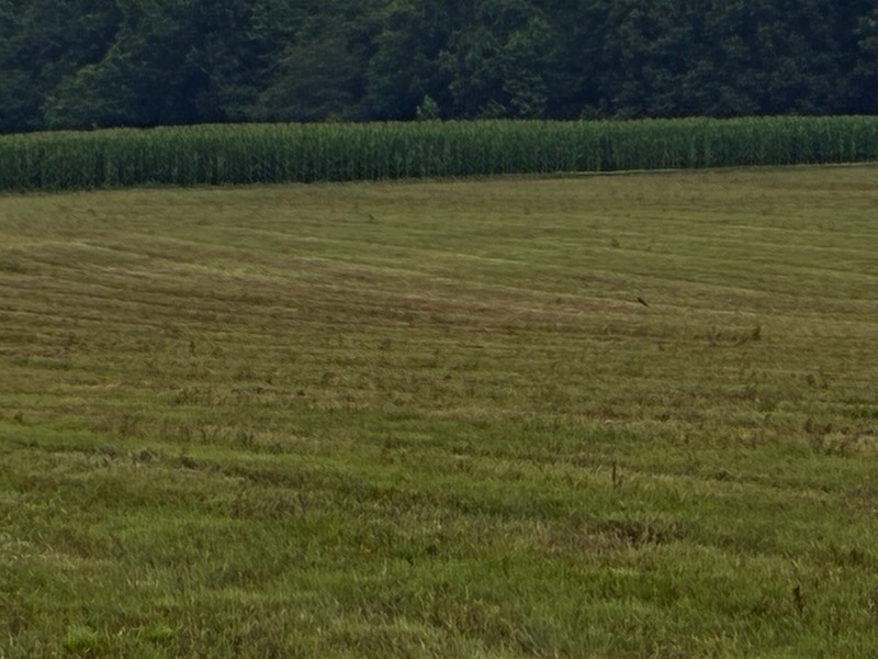 0 Rushing Road Ethridge, TN 38456 - Photo 3 of 9
