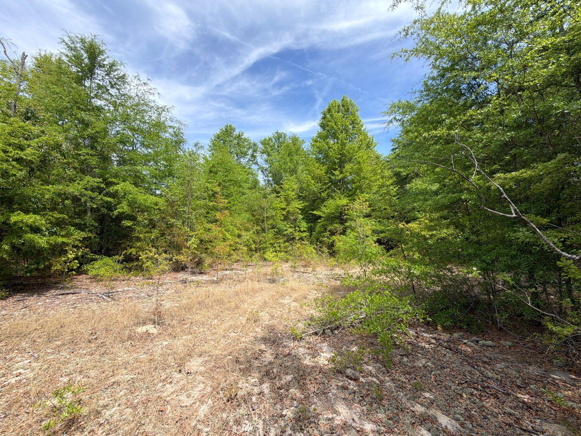 5 Rogers Cemetery Road, Unit RRF 5 Salley, SC 29137 - Photo 9 of 24