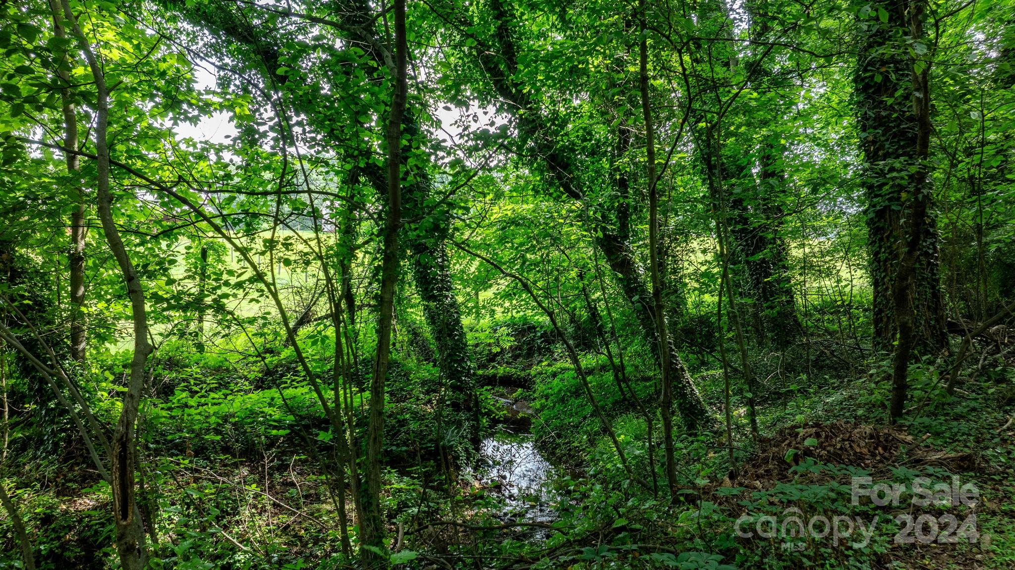 215 Blanton Road Morganton, NC 28655 - Photo 33 of 40 a view of a lush green forest