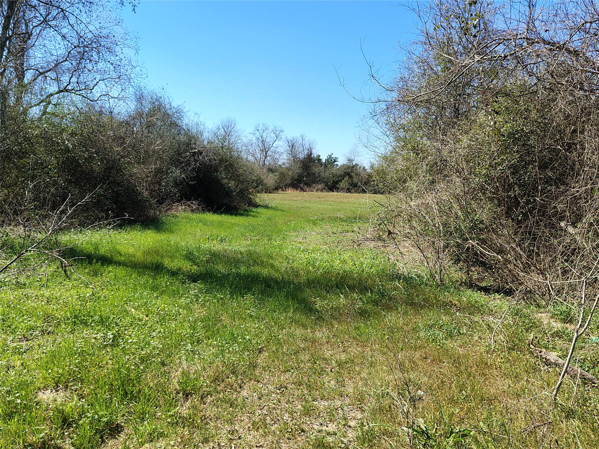 Tbd Brumlow Road Waller, TX 77484 - Photo 2 of 5 a view of a lush green space