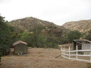 a view of a dry yard with trees