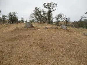a view of a dry yard with trees