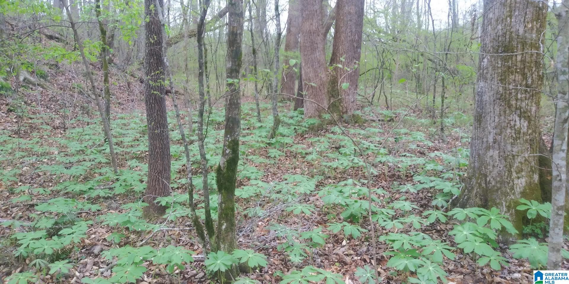 0 Highway 46 Ranburne, AL 36273 - Photo 2 of 6