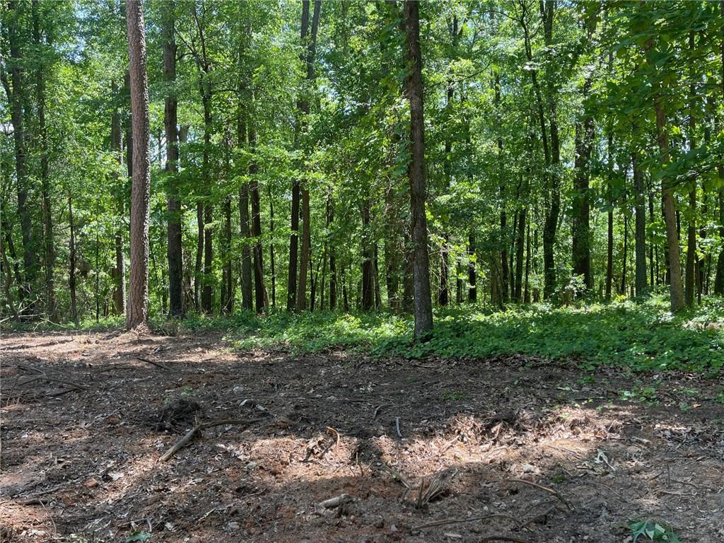 a view of a forest with trees