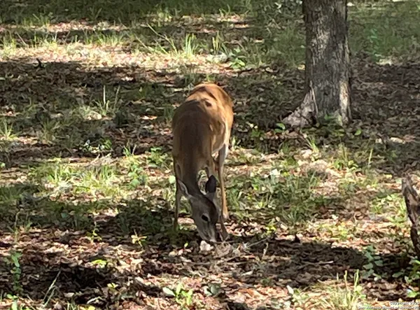 $789,000 | 1559 County Road 414, Uvalde, TX 78801