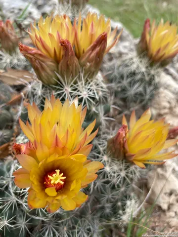 $897,000 | 1559 County Road 414, Uvalde, TX 78801