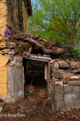 a view of a garden with a tree