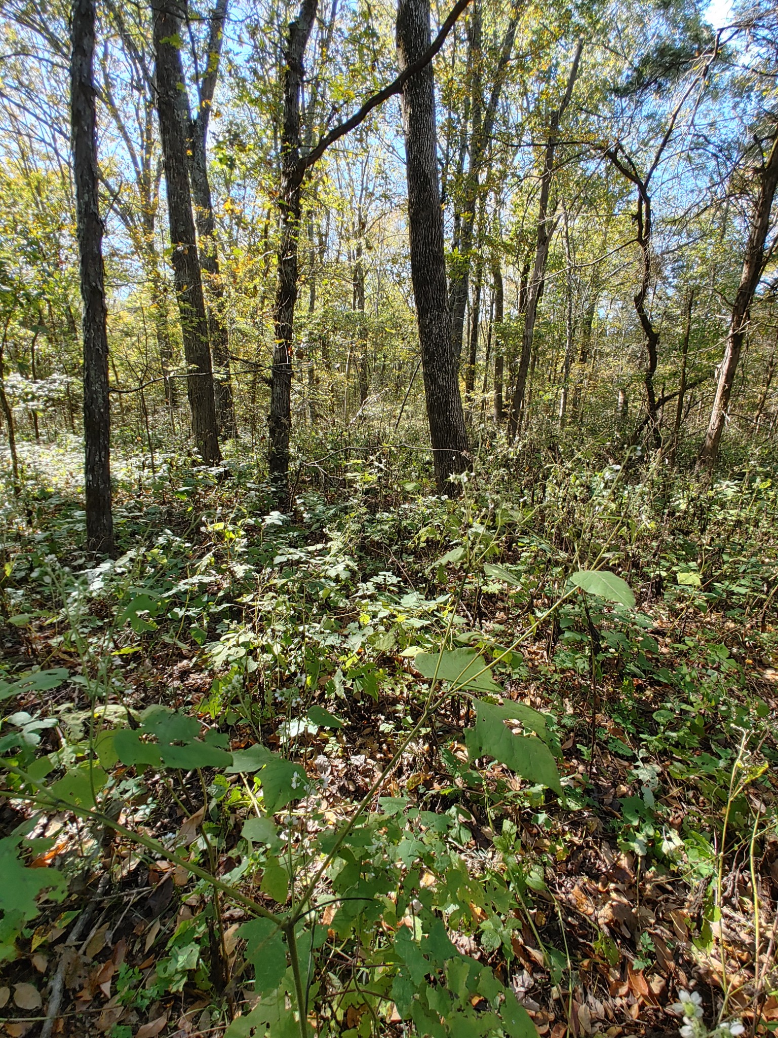 0 Sherfield Road Eagleville, TN 37060 - Photo 1 of 1 Gallery Image 1