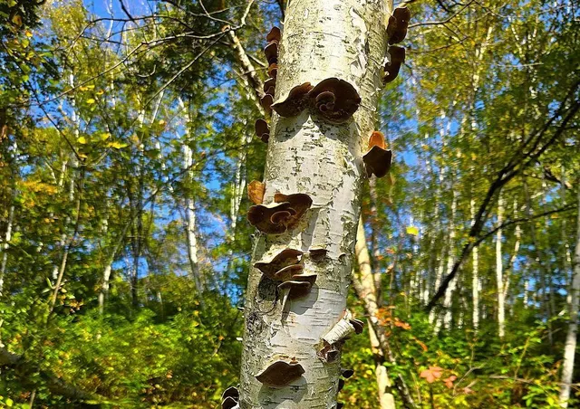 $771,000 | Tbd Tbd Garves Road, Bangor, WI 54614