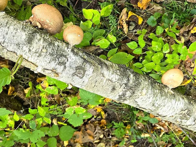 $771,000 | Tbd Tbd Garves Road, Bangor, WI 54614