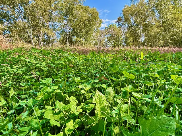 $771,000 | Tbd Tbd Garves Road, Bangor, WI 54614