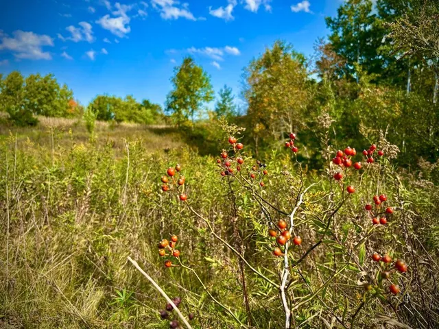 $771,000 | Tbd Tbd Garves Road, Bangor, WI 54614