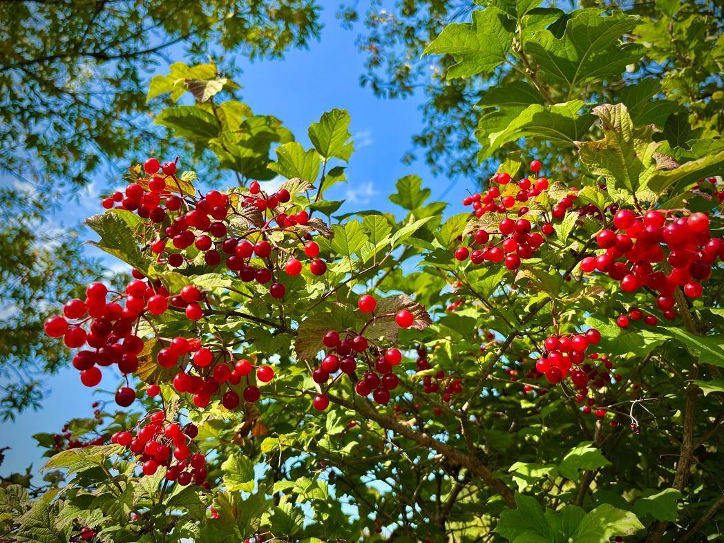 Tbd Tbd Garves Road Bangor, WI 54614 - Photo 34 of 50