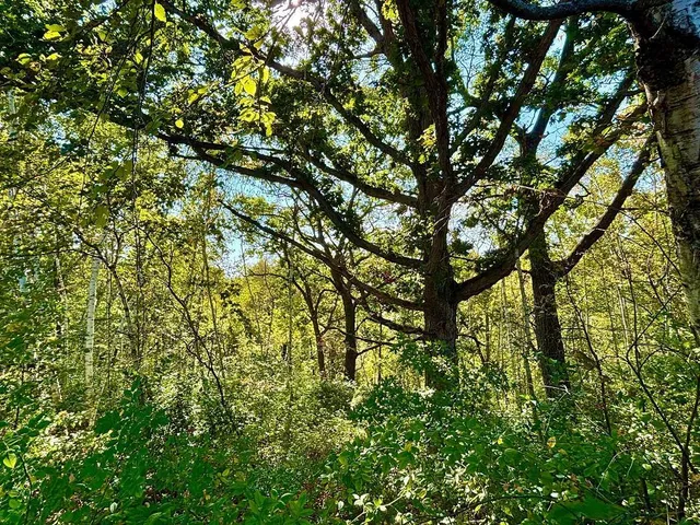 $771,000 | Tbd Tbd Garves Road, Bangor, WI 54614