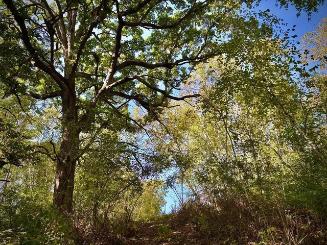 $771,000 | Tbd Tbd Garves Road, Bangor, WI 54614