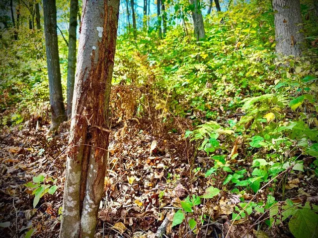 $771,000 | Tbd Tbd Garves Road, Bangor, WI 54614