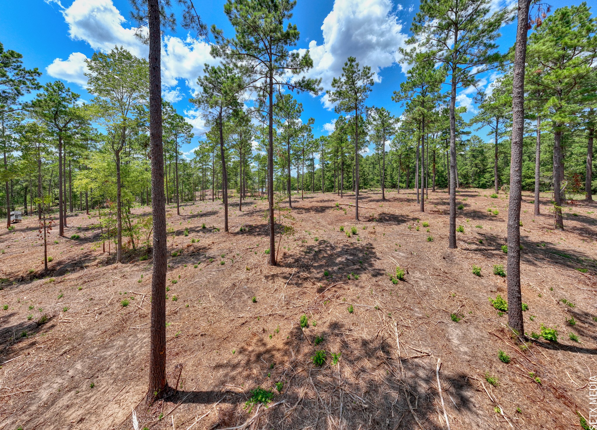 1 Fm 83 Bronson, TX 75930 - Photo 6 of 14 a view of a forest filled with trees