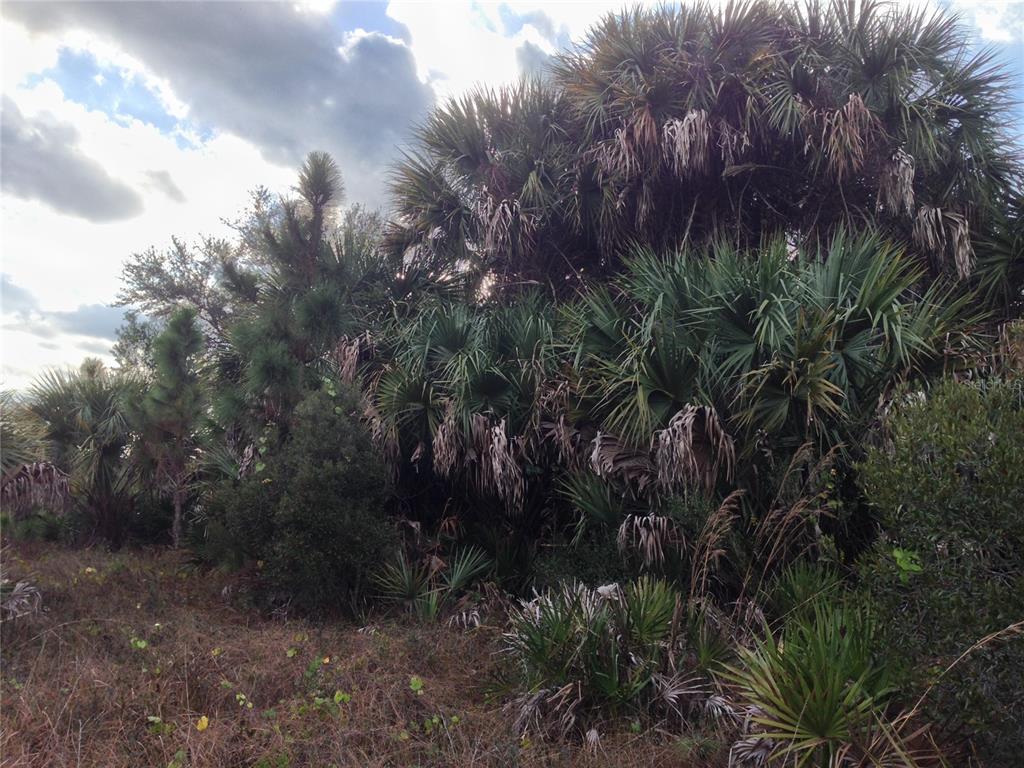 50670 Bermont Road Punta Gorda, FL 33982 - Photo 14 of 17 a view of a forest with a tree