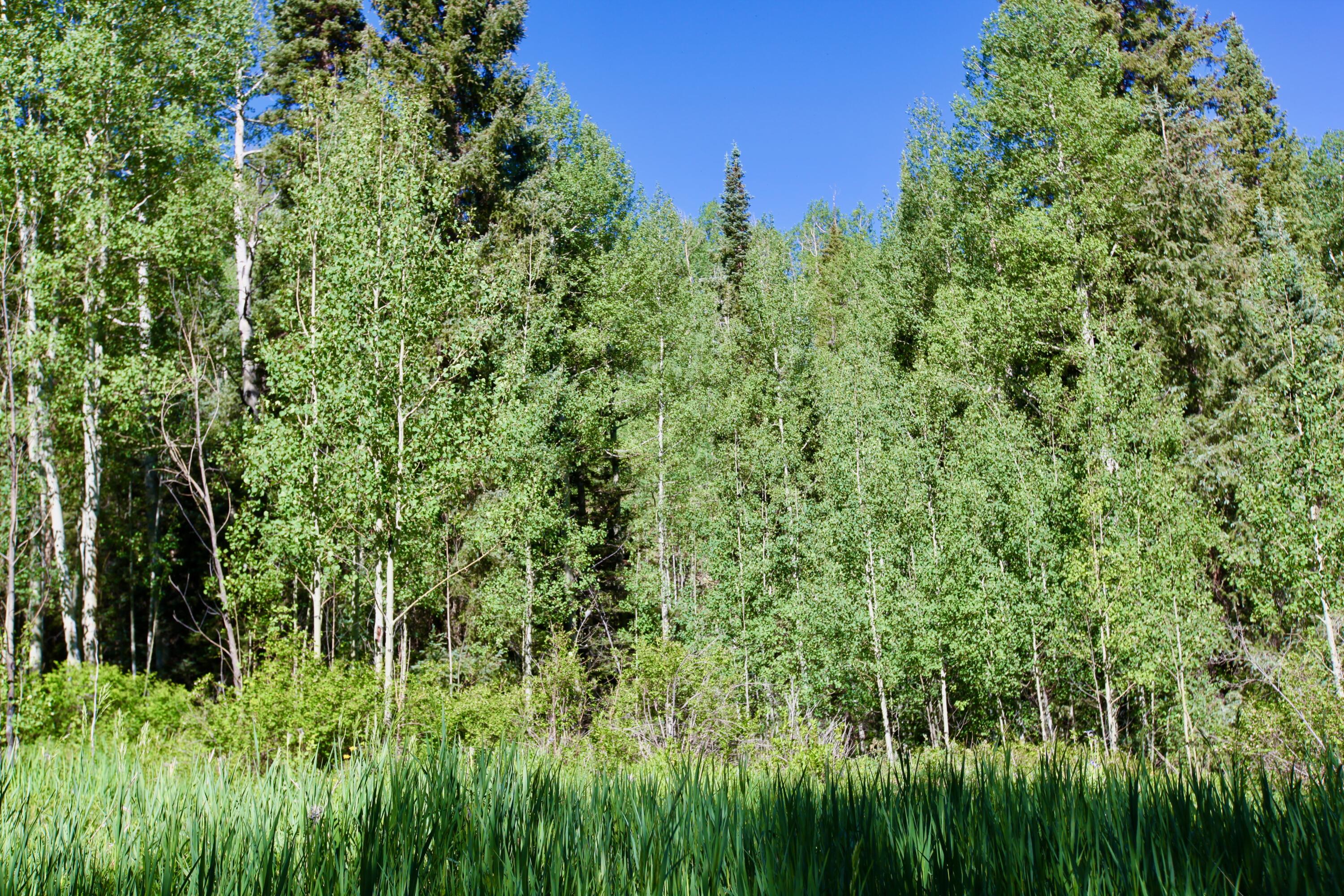 81 Waggoner Road Placerville, CO 81430 - Photo 10 of 18 Lot 66 Wilson Mesa Ranch