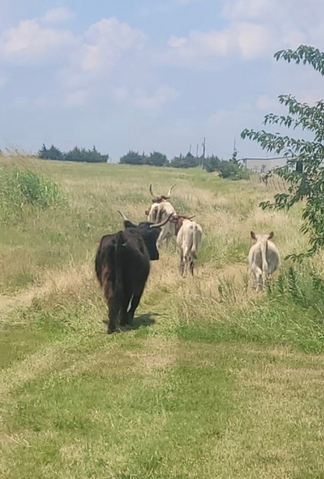 575 County Road 4850 Leonard, TX 75452 - Photo 3 of 6 a view of a lake with tall buildings in the background