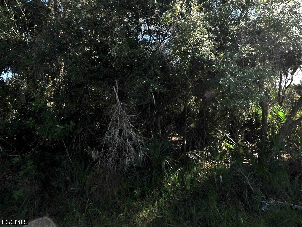 a view of forest
