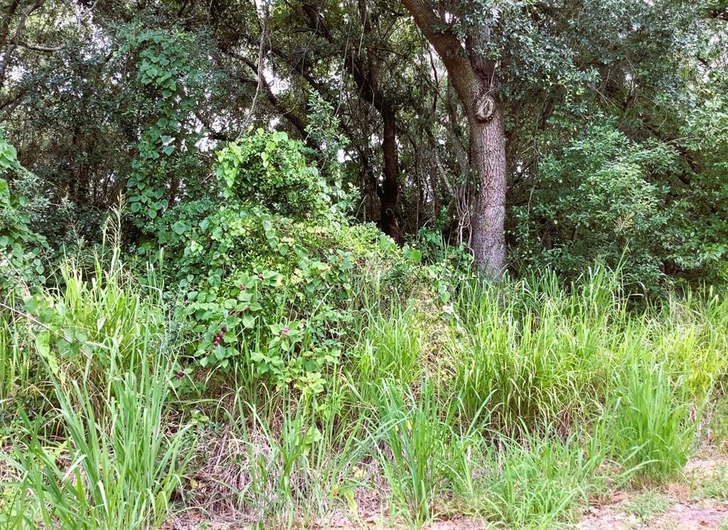 Avalon Road Winter Garden, FL 34787 - Photo 1 of 1