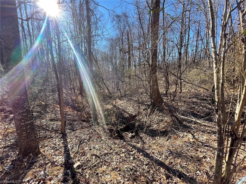 0 Ray Wilson Road Sandy Ridge, NC 27046 - Photo 12 of 13 branch