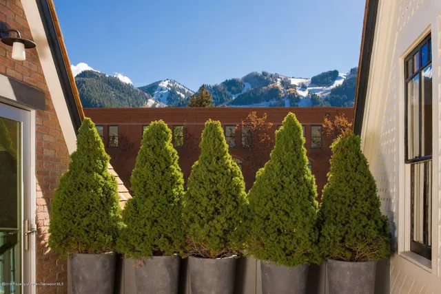 a close up of a plant in a garden