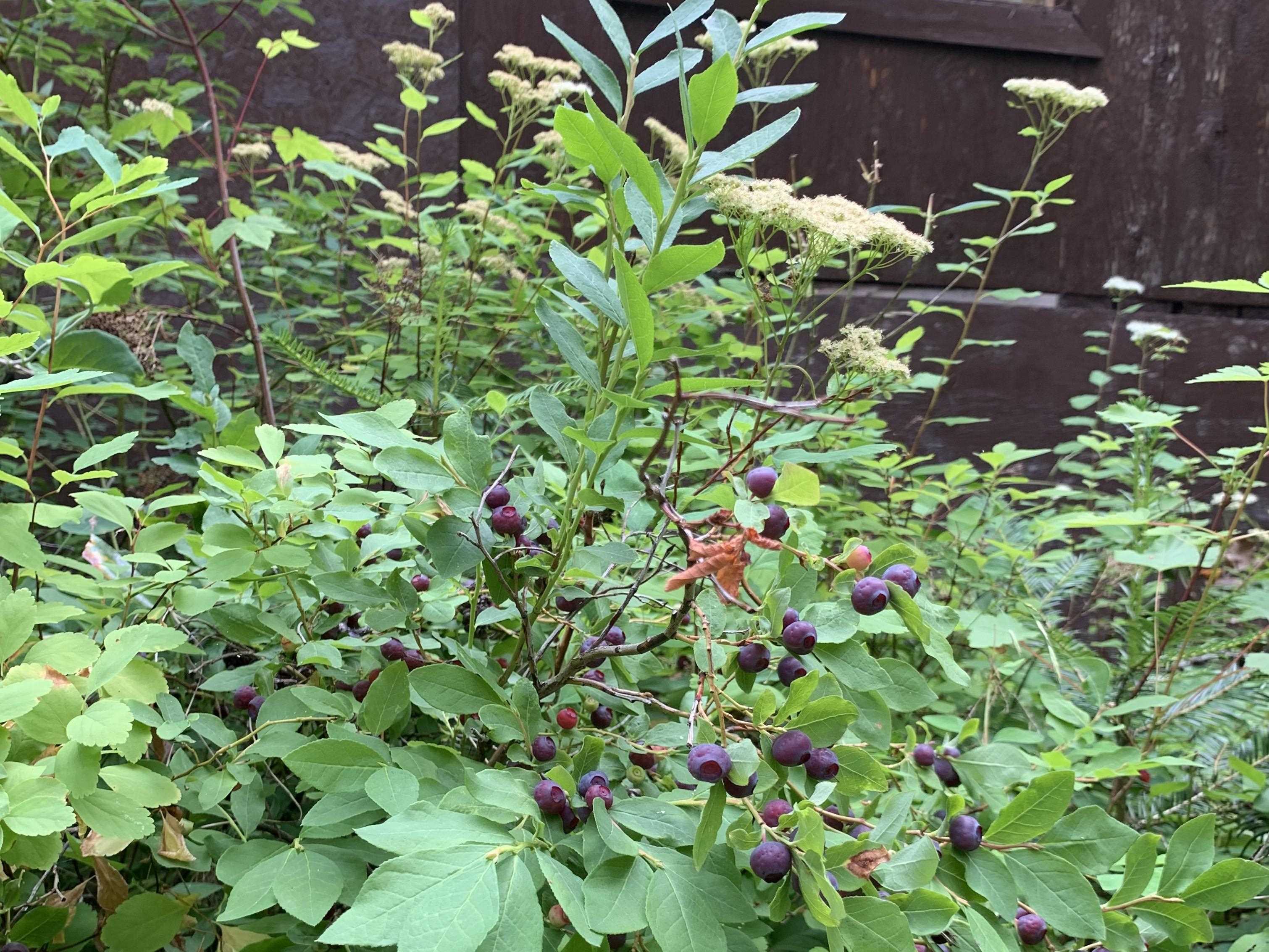 2423 L Quinns Meadow Road Colville, WA 99114 - Photo 24 of 24