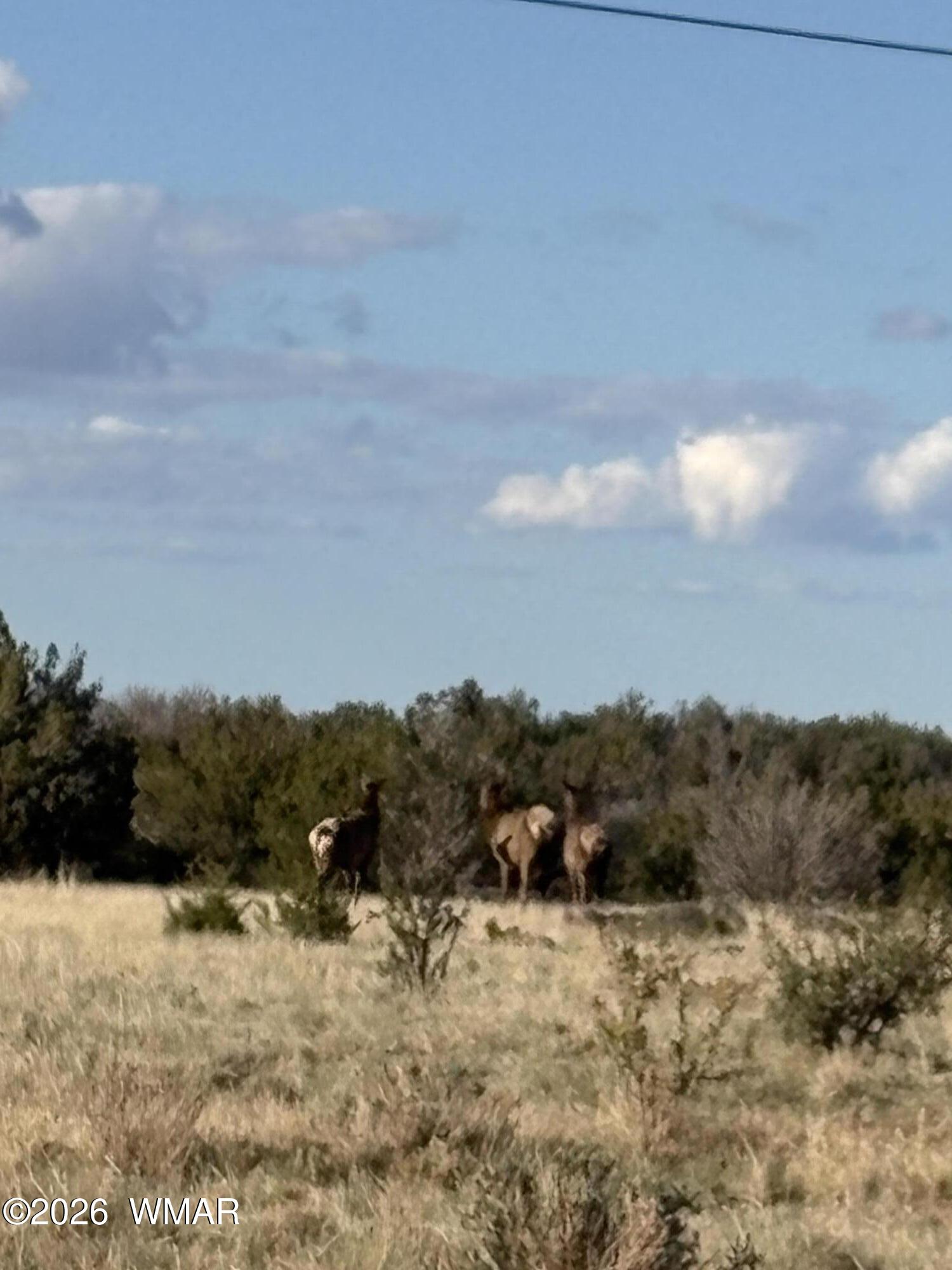 785 Twin Tanks Road Heber, AZ 85928 - Photo 19 of 39