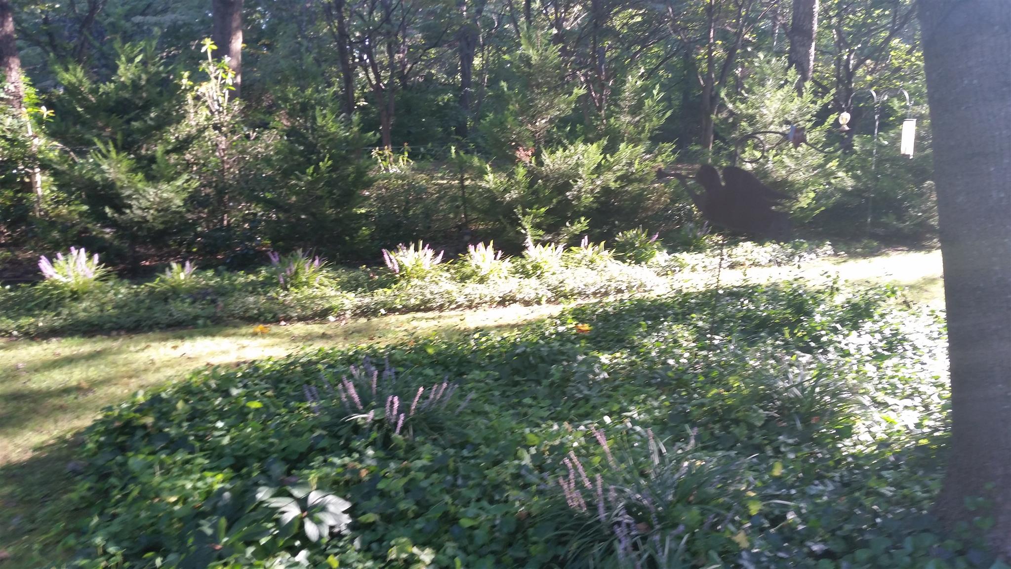 7816 Chester Road Fairview, TN 37062 - Photo 21 of 26 a view of a yard with plants and trees