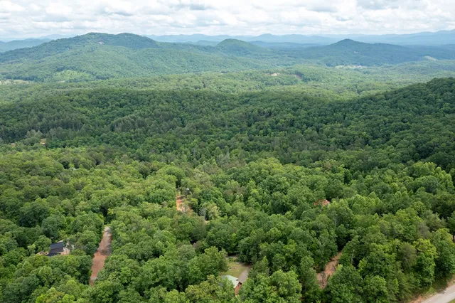 a view of a lush green forest with lush green forest