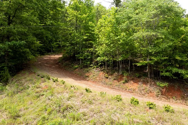 a view of a yard with plants and trees