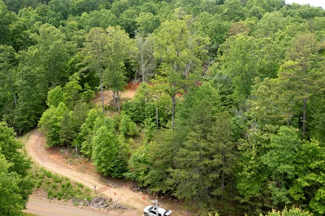 a view of a forest with a tree