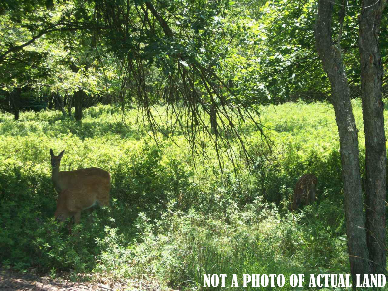 Lot 1403 Reynolds Road Albrightsville, PA 18210 - Photo 1 of 1 Vacant lot