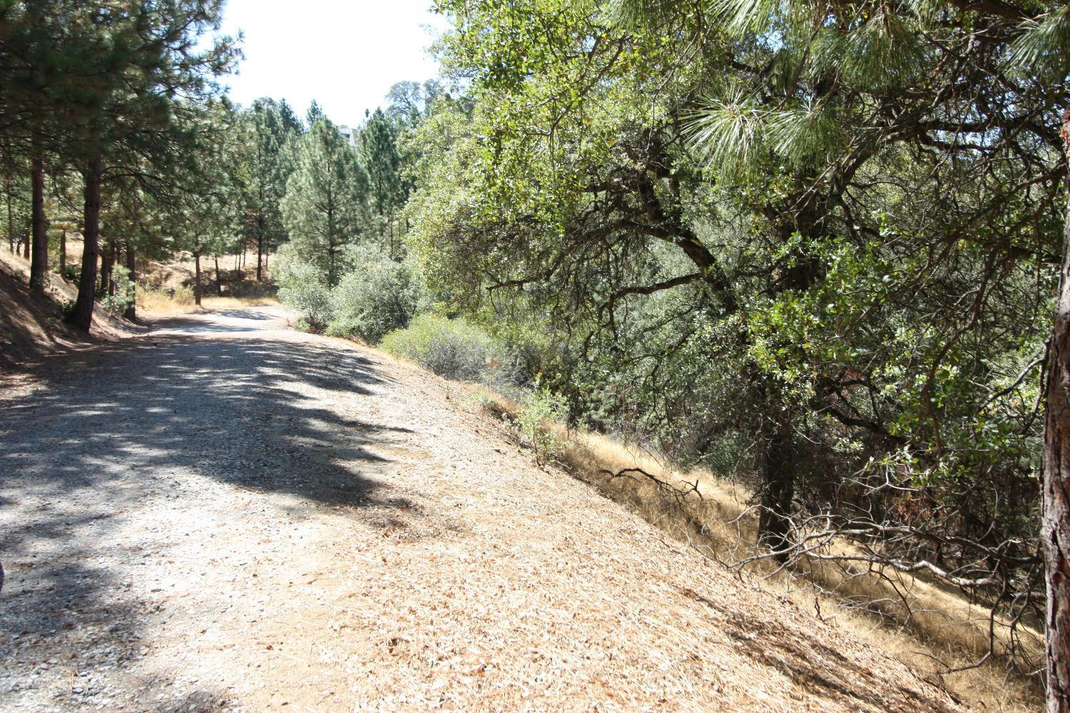 6923 Sagittarius Road Placerville, CA 95667 - Photo 9 of 13 a view of a yard with plants and trees