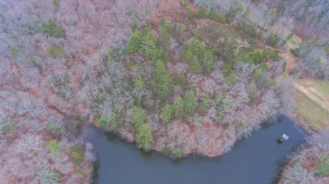 a close up of a plant in a garden
