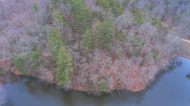 a view of a forest with trees