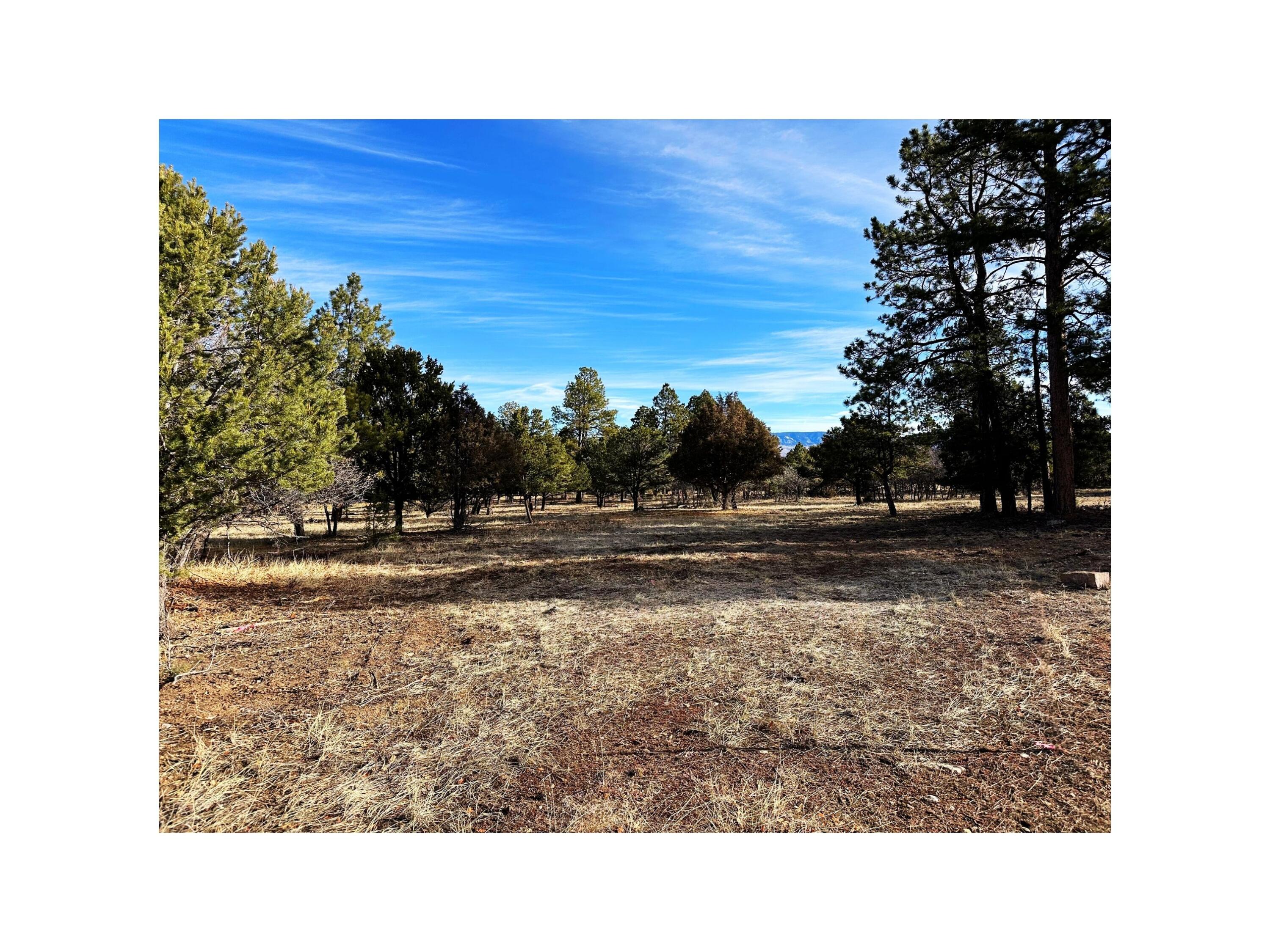 120 Puma Lane Ridgway, CO 81432 - Photo 4 of 10