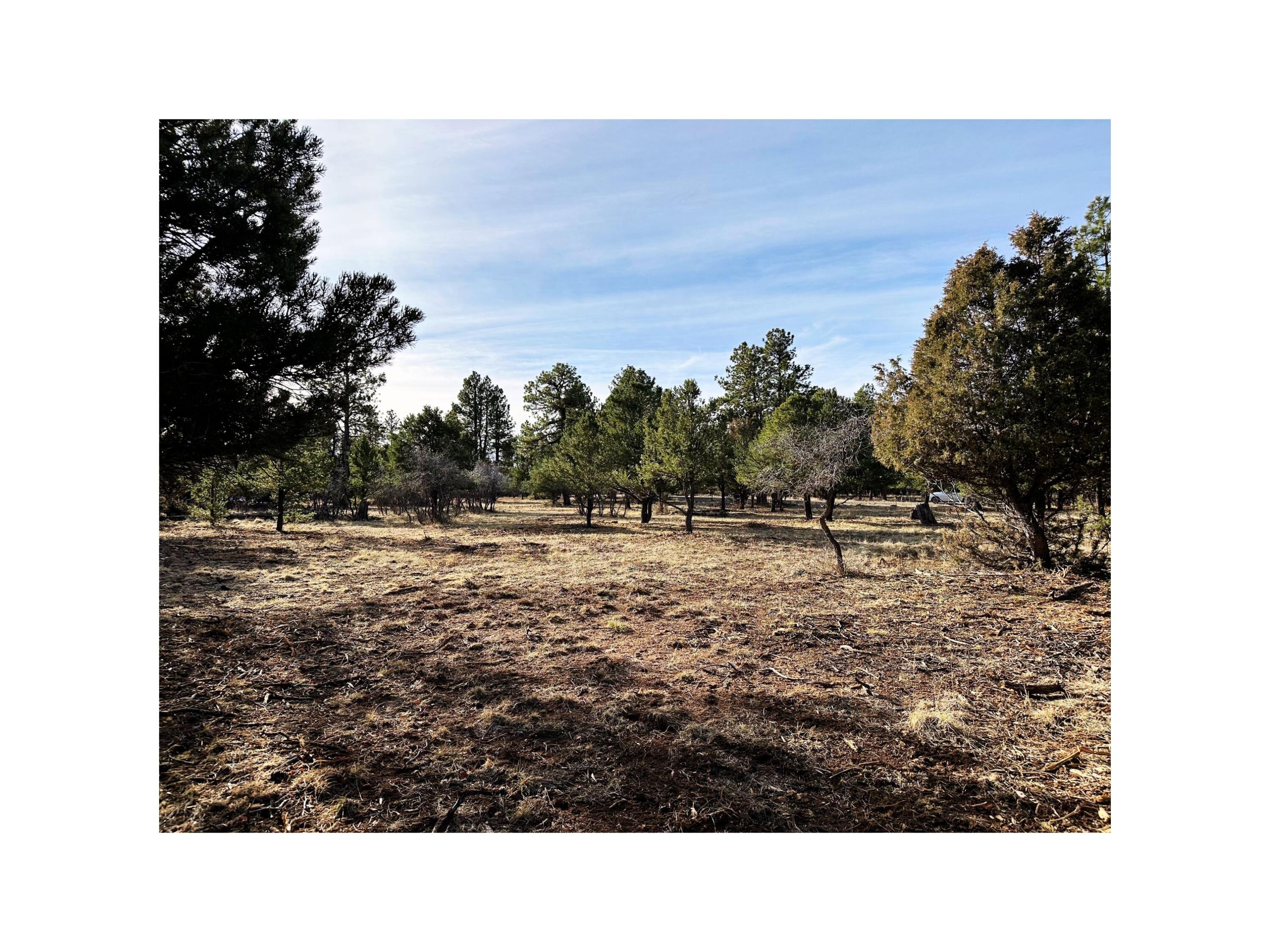 120 Puma Lane Ridgway, CO 81432 - Photo 5 of 10