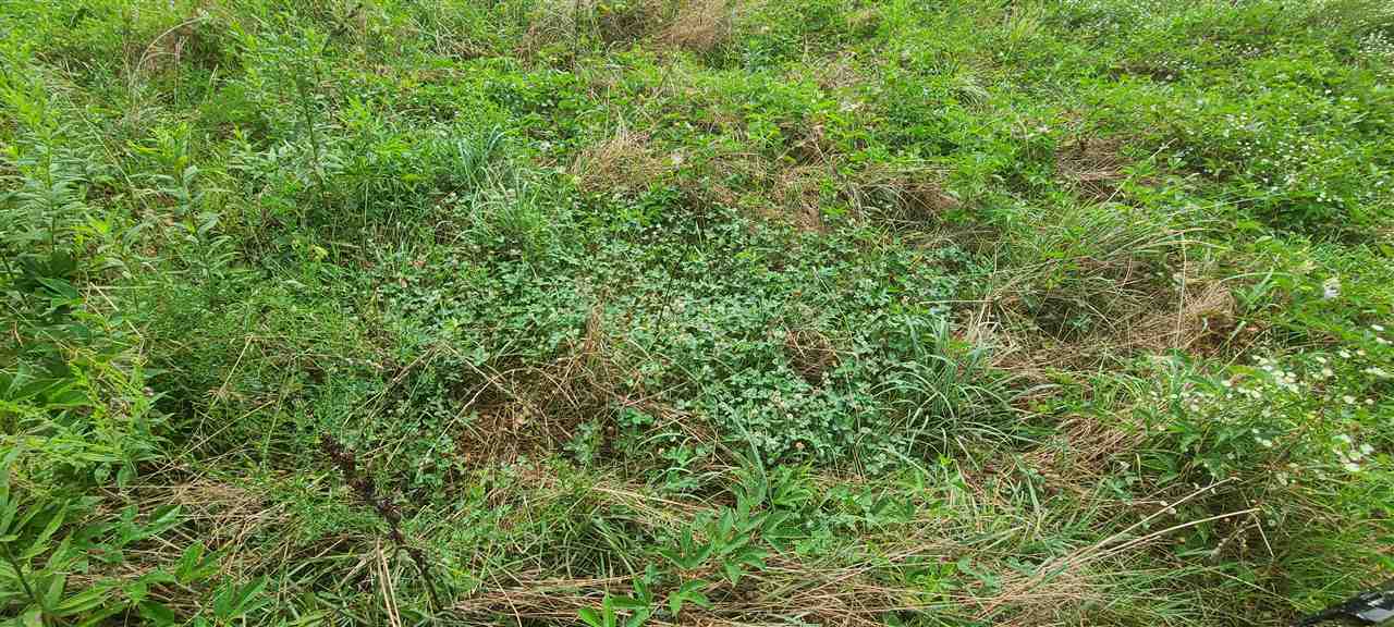 0 Fry Road Road Cedar Grove, TN 38321 - Photo 9 of 20 Gallery Image 9