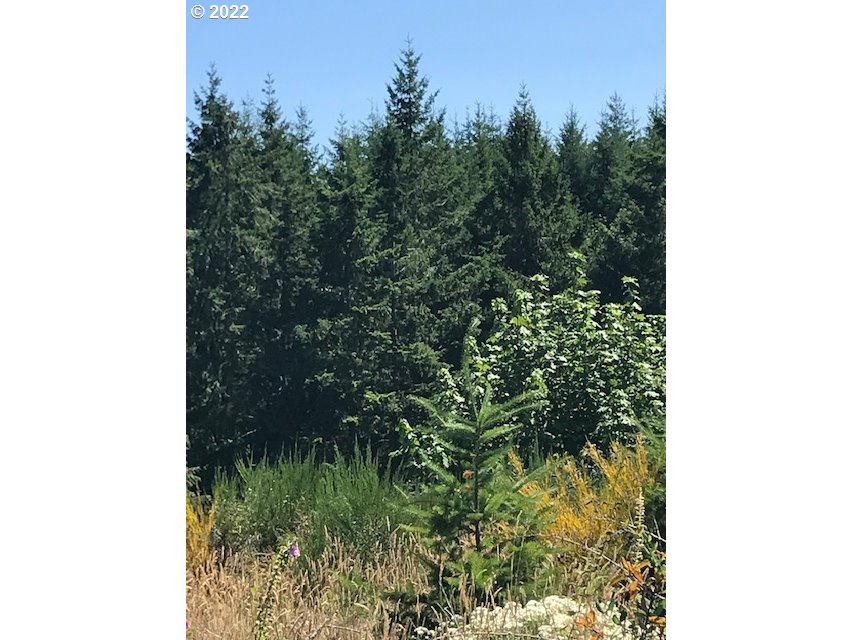 0 Powers Creek Road Silverton, OR 97381 - Photo 4 of 7 Gallery Image 4
