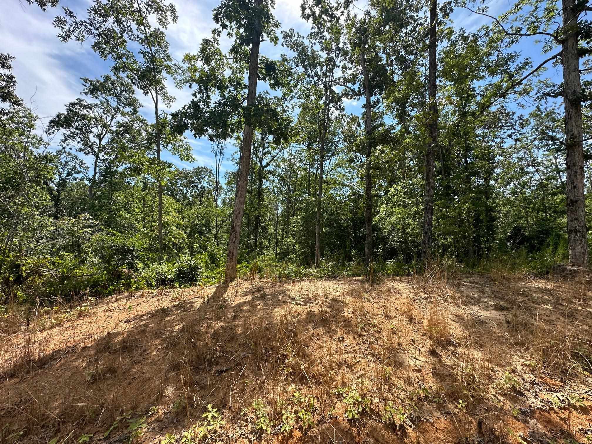 9 Bruton Road Savannah, TN 38372 - Photo 5 of 20 View of local wilderness