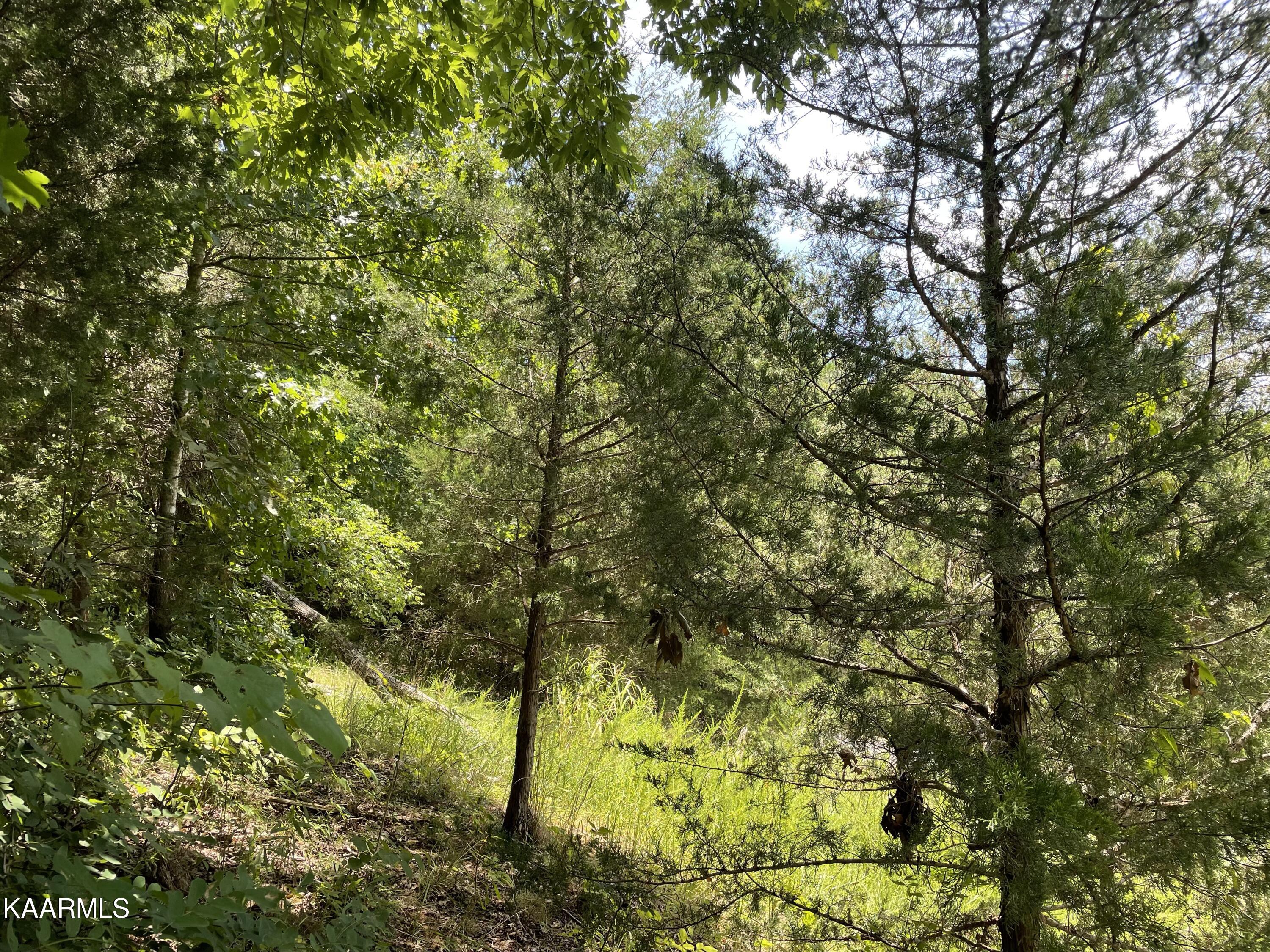 102 Lakeshore Way Newport, TN 37821 - Photo 7 of 11 IMG_7005