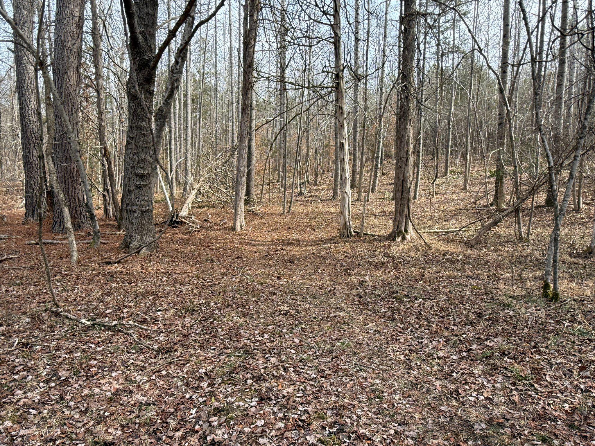 575 Perkins Road Kents Store, VA 23084 - Photo 87 of 95 Trails