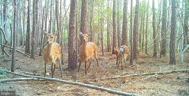 $79,000 | 2575 Toddville Road, Toddville, MD 21672