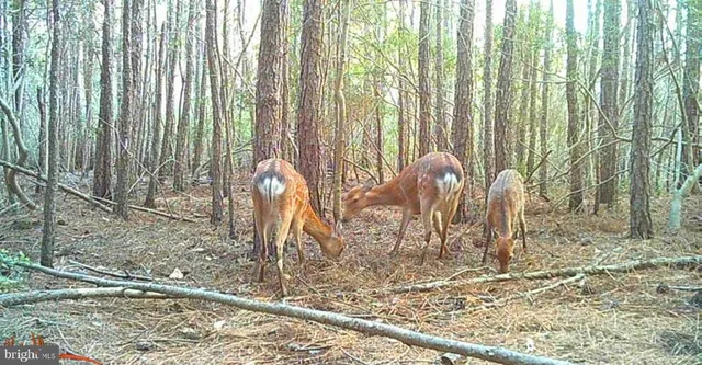 $99,000 | 2575 Toddville Road, Toddville, MD 21672