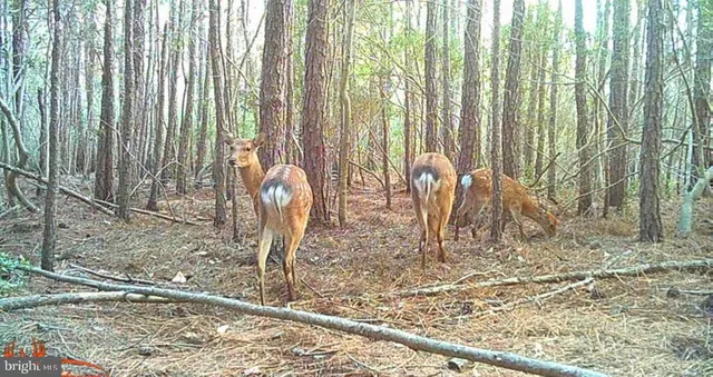 $79,000 | 2575 Toddville Road, Toddville, MD 21672