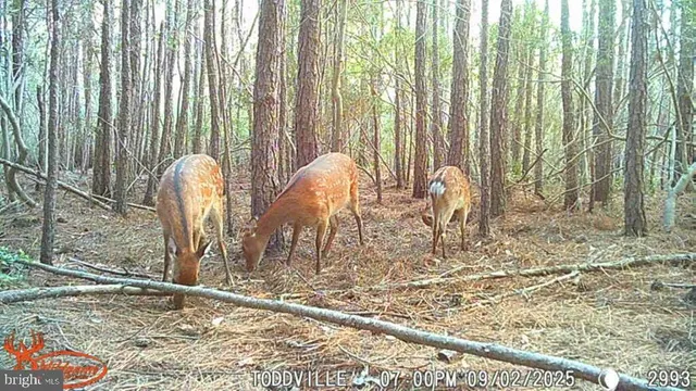 $99,000 | 2575 Toddville Road, Toddville, MD 21672